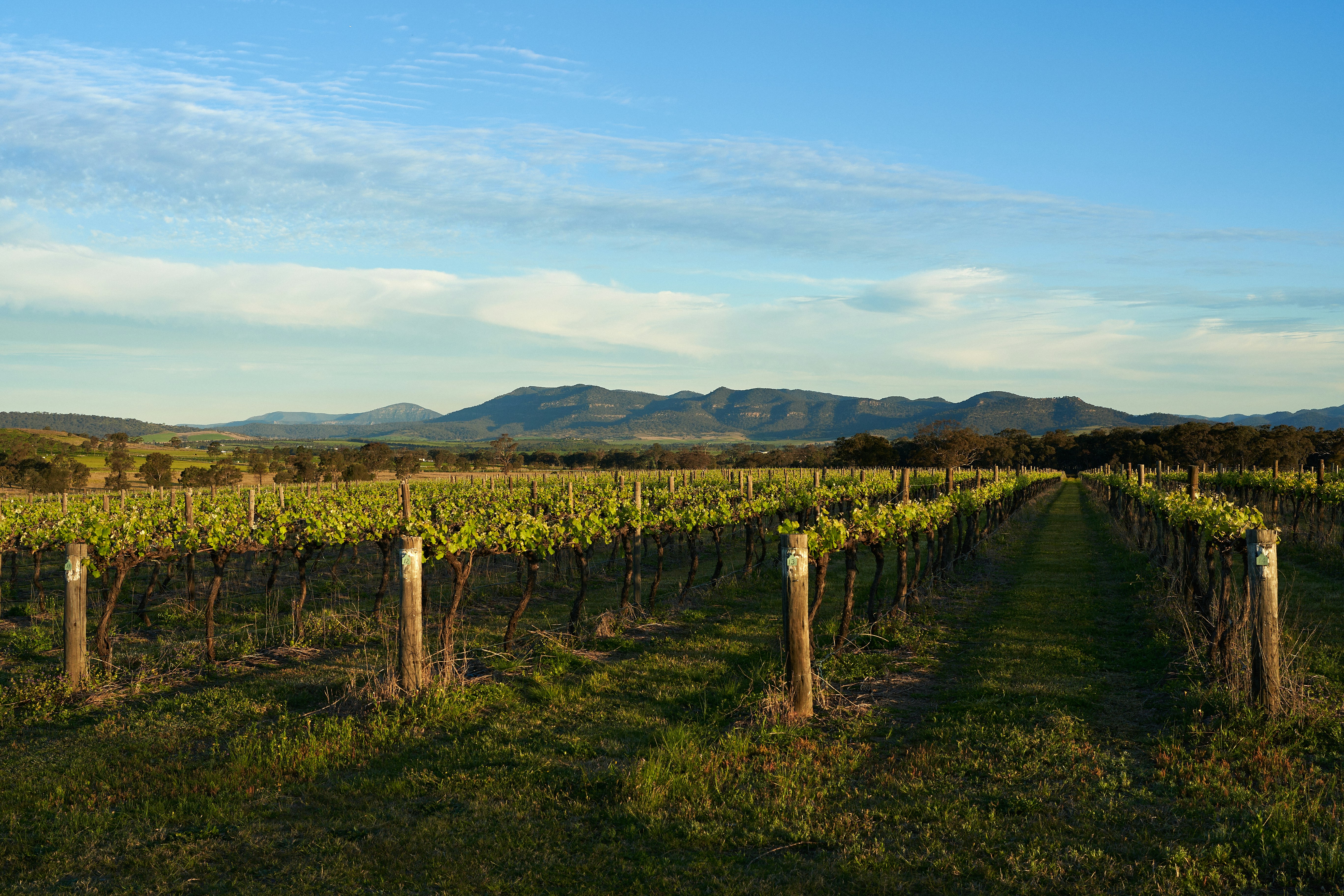 Australske vinmarker i Barossa Valley med rødlige jordbunde i solskin
