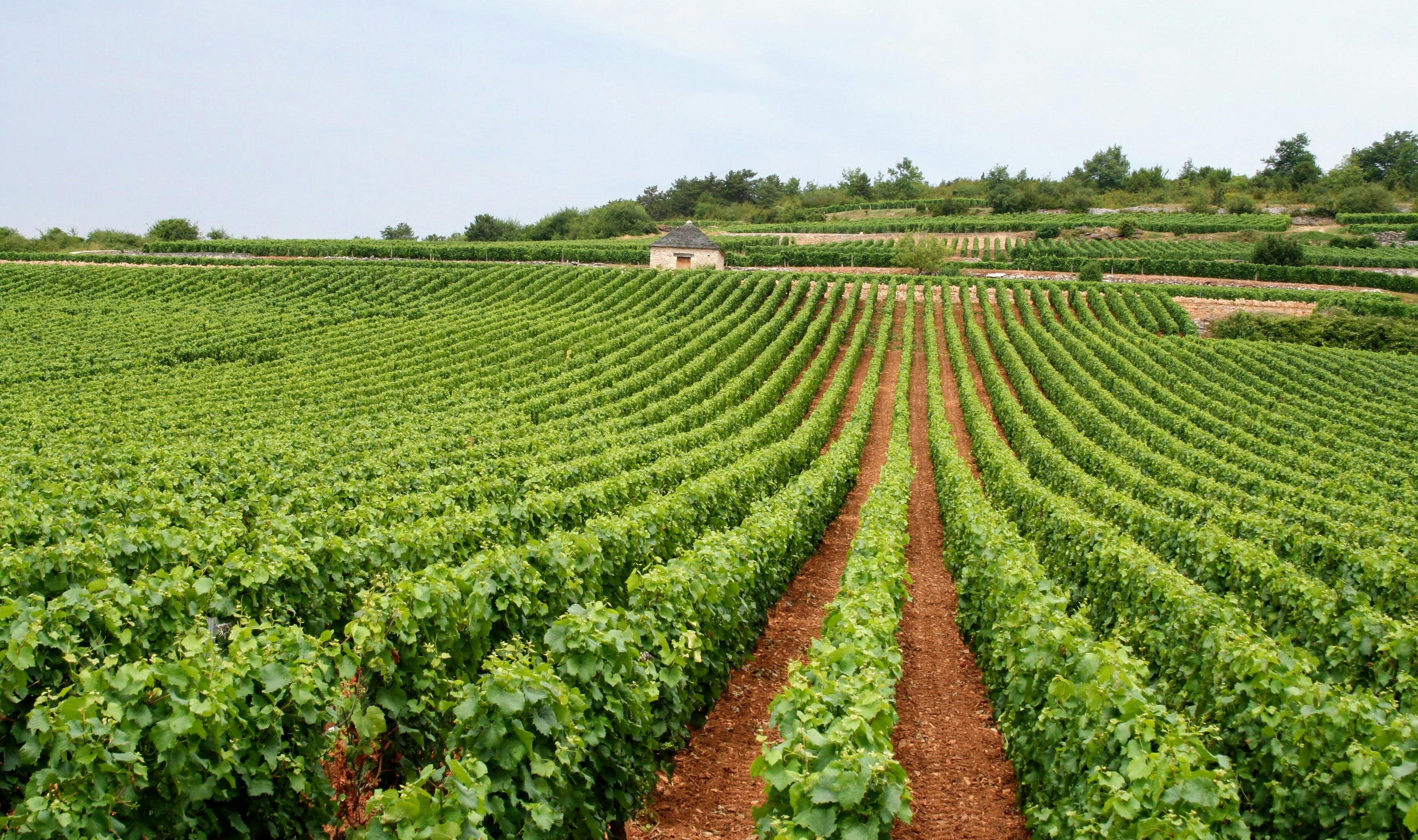 Klassisk Bordeaux-chateau omgivet af grønne vinmarker i solskin ved Gironde-floden