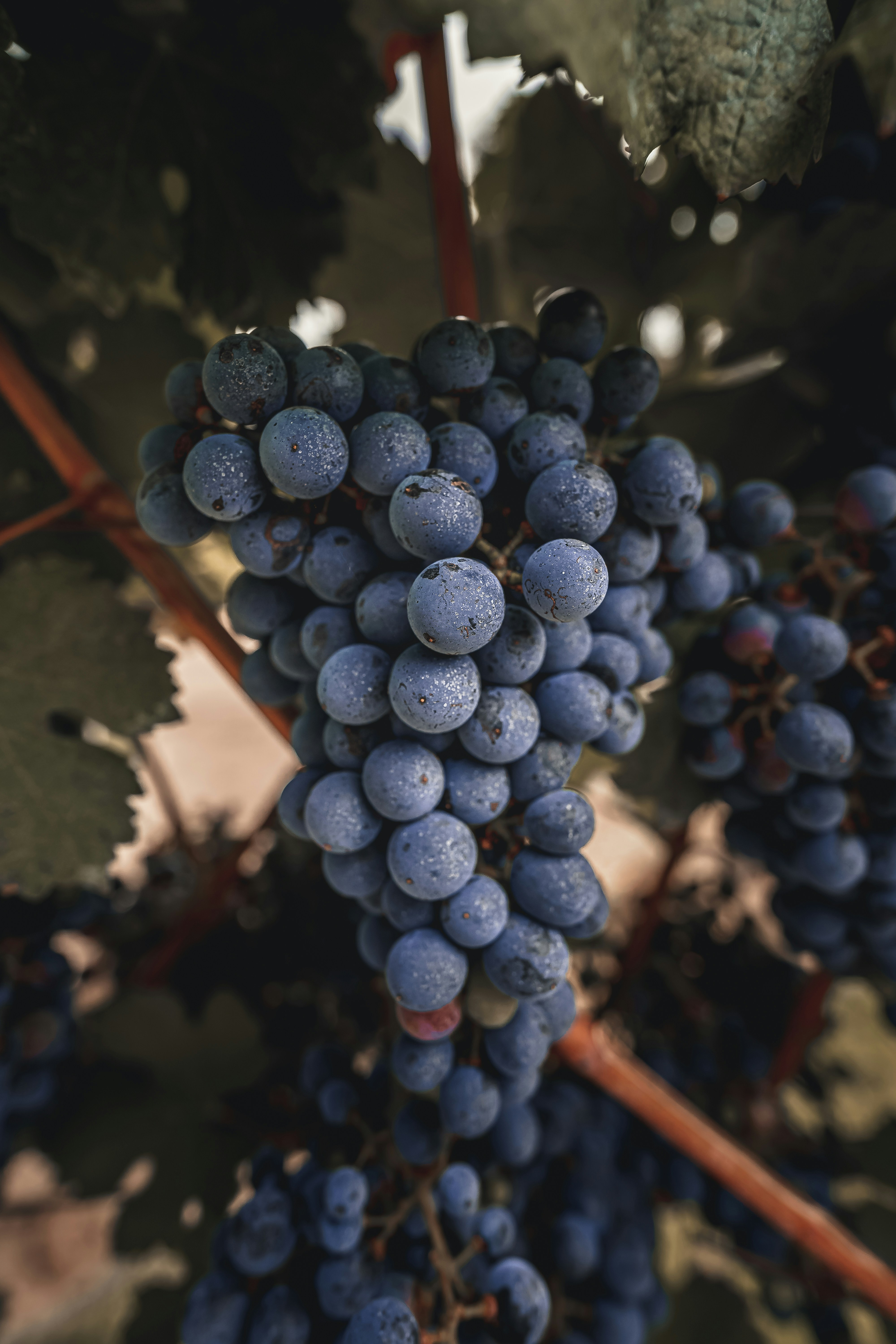 Et glas fyldig rødvin lavet på Merlot-druen med vinmarker i baggrunden