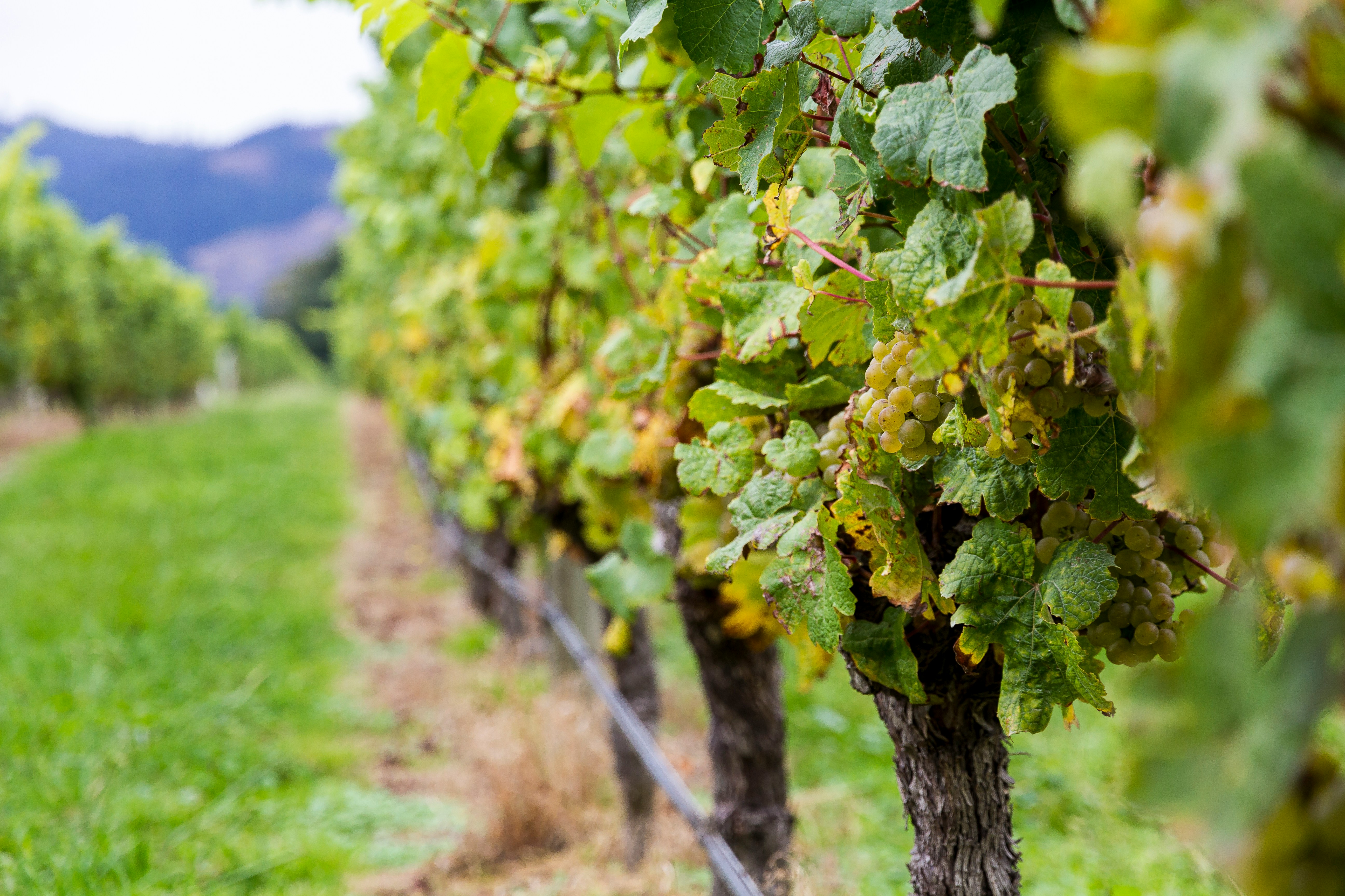 Et glas frisk Sauvignon Blanc hvidvin med grønne vinmarker i baggrunden